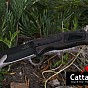 Cattara Zavírací nůž BLACK BLADE s pojistkou, 21,7 cm