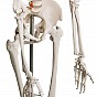 JAGO Kostra lidské anatomie, 181,5 cm